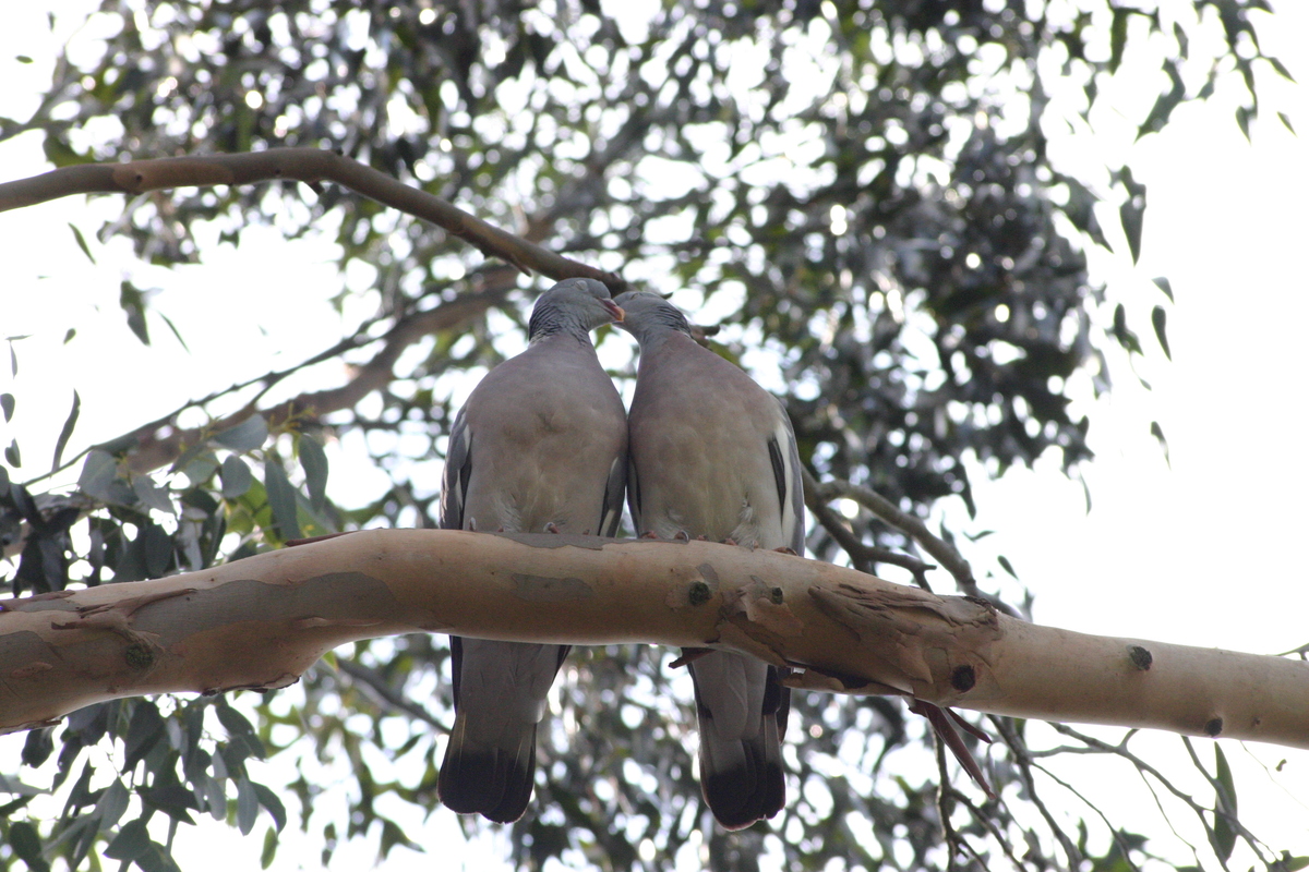 The Love Birds